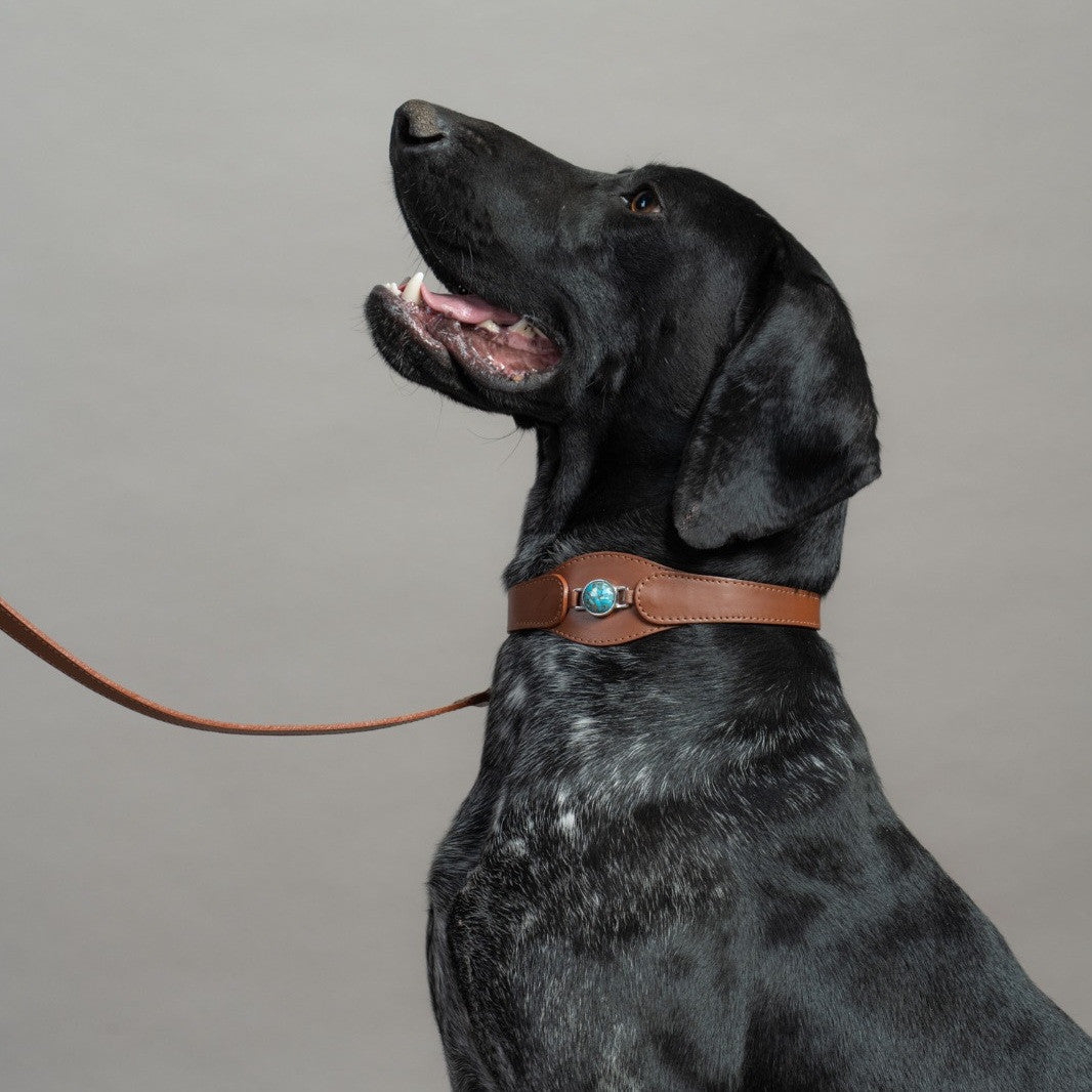 CONJUNTO PARA MASCOTAS DE COLLAR TURQUESA, CORREA Y ESTUCHE PORTA BOLSAS – MEDIDA L