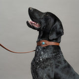 CONJUNTO PARA MASCOTAS DE COLLAR TURQUESA, CORREA Y ESTUCHE PORTA BOLSAS – MEDIDA L