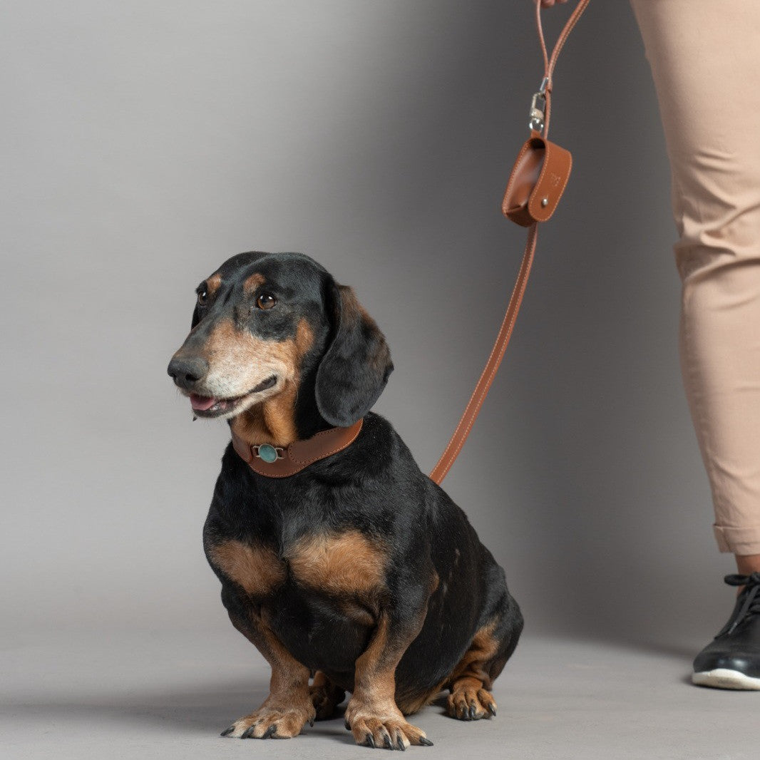 CONJUNTO PARA MASCOTAS DE COLLAR AMAZONITA, CORREA Y ESTUCHE PORTA BOLSAS – MEDIDA M