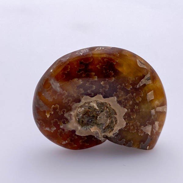 Amonita - Minerales de colección