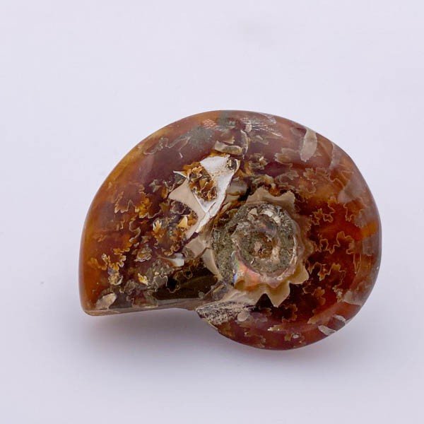 Amonita - Minerales de colección