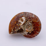 Amonita - Minerales de colección