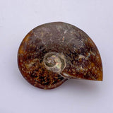 Amonita - Minerales de colección