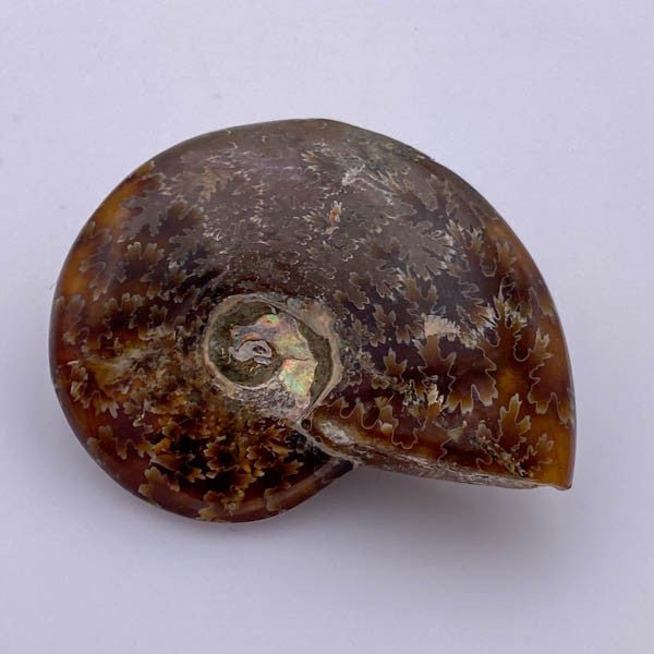 Amonita - Minerales de colección