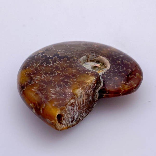 Amonita - Minerales de colección