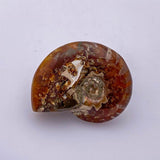 Amonita - Minerales de colección