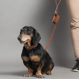 CONJUNTO PARA MASCOTAS DE COLLAR AMAZONITA, CORREA Y ESTUCHE PORTA BOLSAS – MEDIDA M - Accesorios para mascotas